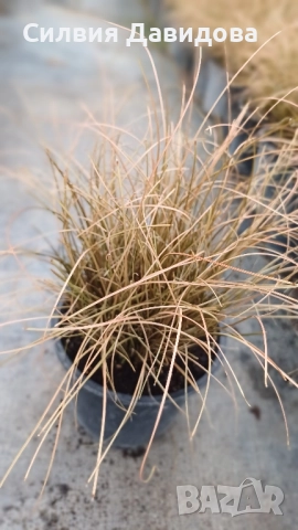 Карекс кафяв, снимка 3 - Градински цветя и растения - 51841856