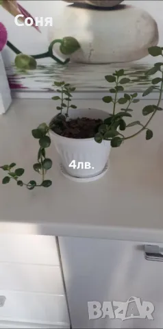 Каскадно каланхое, снимка 10 - Стайни растения - 44175683