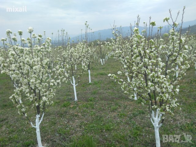 Продава 200 декара земеделска земя, снимка 6 - Земеделска земя - 20856473