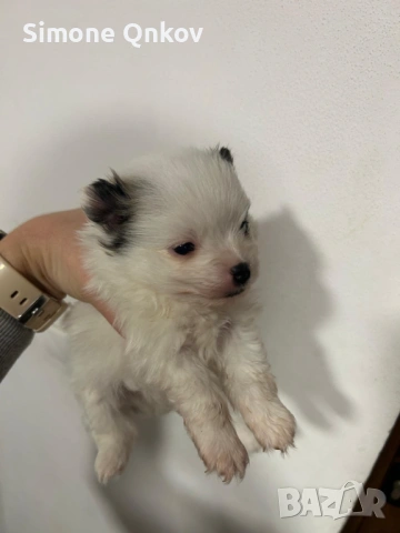 Мини шпиц Померан, снимка 5 - Померан - 53194351
