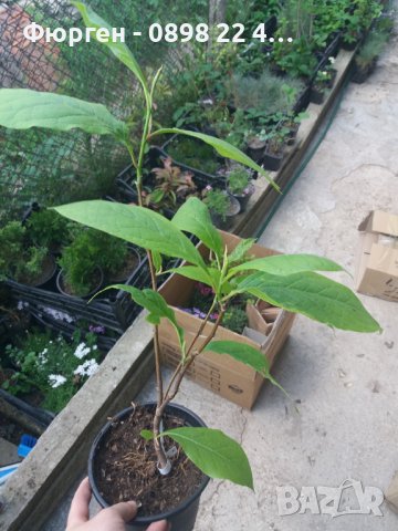 Магнолия Сюзън - Susan, снимка 3 - Разсади - 37824227