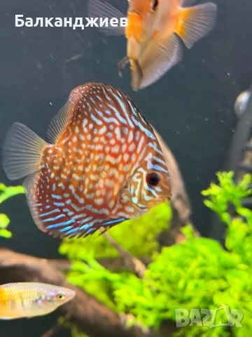 Продавам или разменям дискуси, снимка 5 - Рибки - 52693080