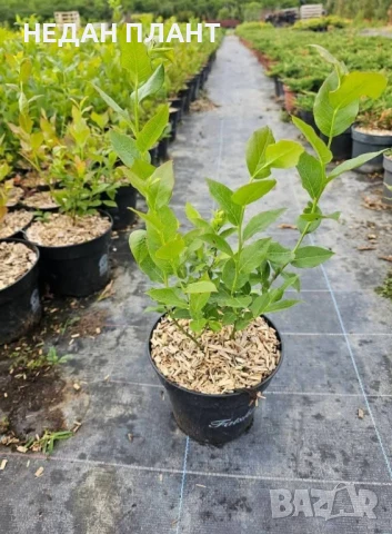 Американска синя боровинка/Vaccinium "Duke" , "Goldtraube" , "Bluecrop" ,"Bluegold", снимка 3 - Градински цветя и растения - 51047283