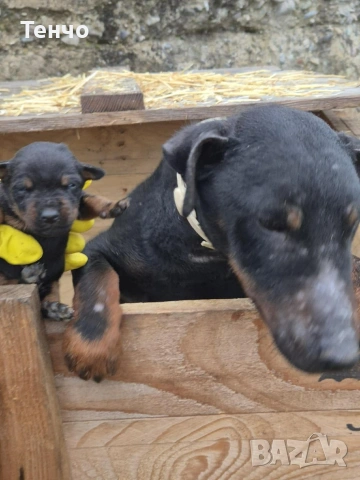 женски ягдтериер, снимка 2 - Ягдтериер - 53508935