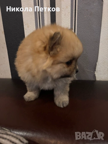 Померан , снимка 4 - Померан - 53099656