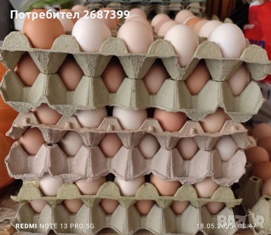 Домашни яйца, снимка 1