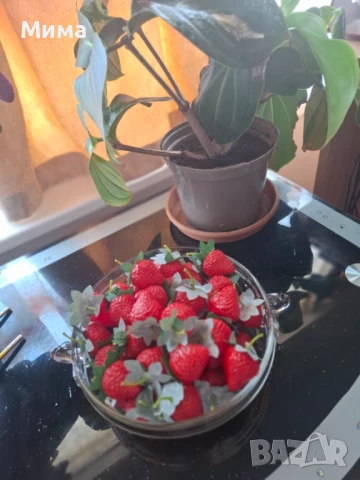 Изкуствени резенчета плодове, снимка 12 - Декорация за дома - 51359601