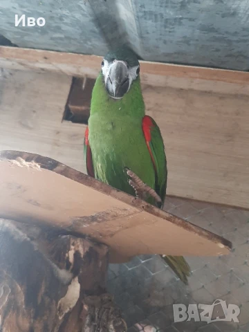 Продавам мъжка ара нобилис и мъжка веницуелска амазонаи или купувам женски, снимка 5 - Папагали - 50475253