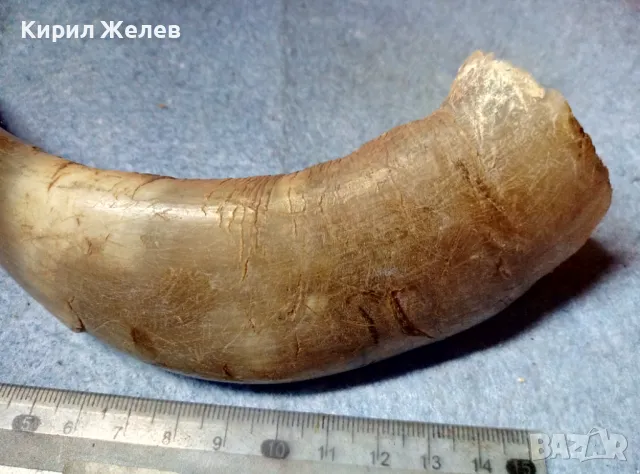 Стар БИВОЛСКИ ГОВЕЖДИ РОГ За КОЛЕКЦИЯ ТЕМАТИЧНА ДЕКОРАЦИЯ 47819, снимка 9 - Антикварни и старинни предмети - 47971805