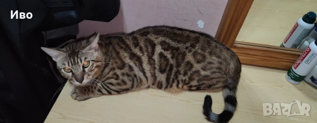 Бенгалска котка, снимка 1