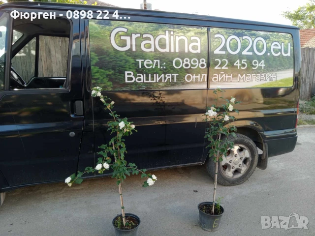 Хибискус Кичест - Щамба, снимка 9 - Разсади - 46653639