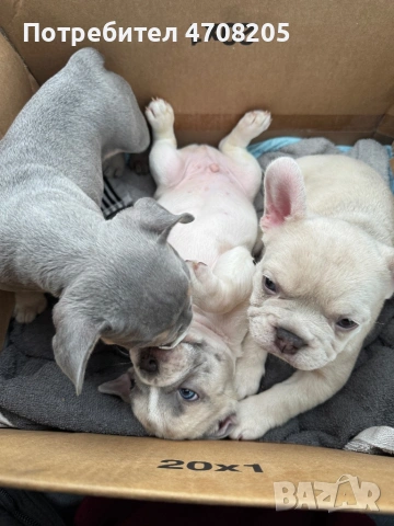 Френски булдог- бебета