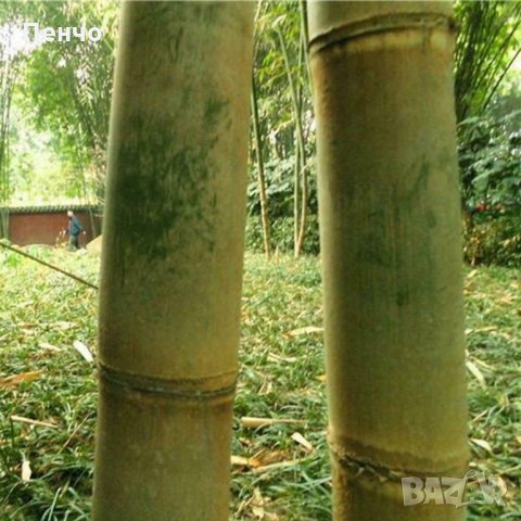 40 броя редки бамбукови семена зелен бамбук Moso-Bamboo Pla мосо бамбо растение декорация украса за , снимка 8 - Сортови семена и луковици - 27687066