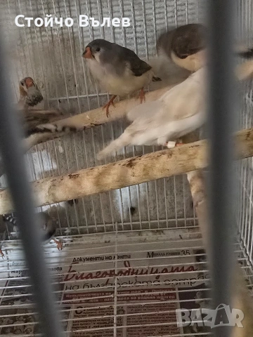 Продавам зеброви амадини, снимка 6 - Амадини - 53243814