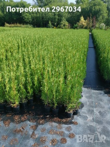 туя фастигията над един метър височина цена 8лева във дволитрови контейнери , снимка 2 - Градински цветя и растения - 43111643