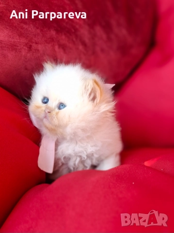 Хималайски  котенца, снимка 2 - Персийска - 52426633