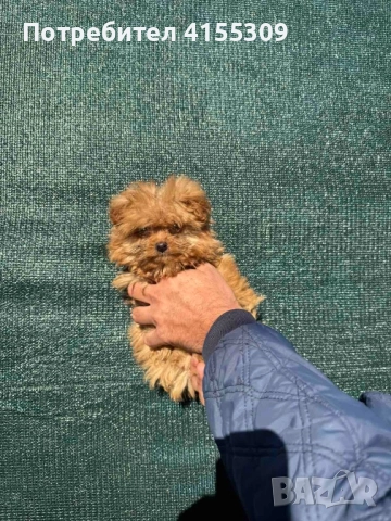 Pomapoo, снимка 6 - Пудели - 51711747