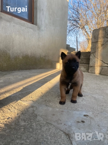 Продавам Белгийски Овчарки, снимка 5 - Белгийска овчарка - 52937808