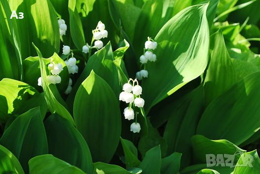 Продавам цветя Момина сълза, бяла и розова (гъсти съцветия) – разсад, снимка 6 - Разсади - 39640258