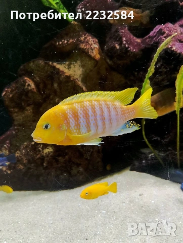 Рибки Африкански цихлиди 