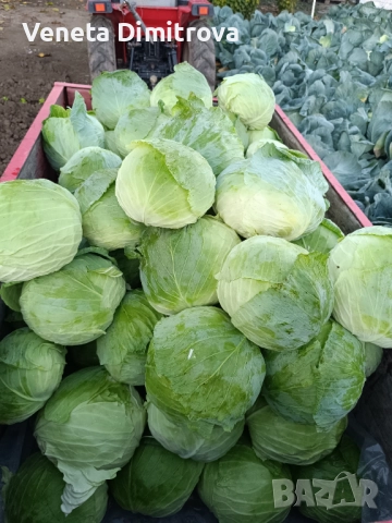 Продавам зеле сорт Марлу , снимка 3 - Други - 52411516