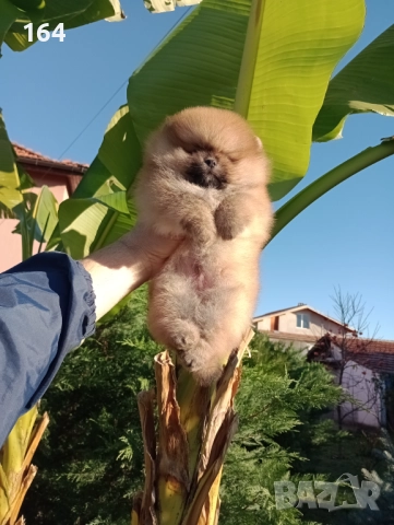 Мъжки Померан. Реални снимки!, снимка 3 - Померан - 52556292