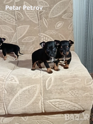 Пинчер мини , снимка 11 - Пинчер - 52934252