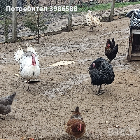 Пуяк.Фитор или кой както му вика., снимка 4 - Кокошки и пуйки - 53437420
