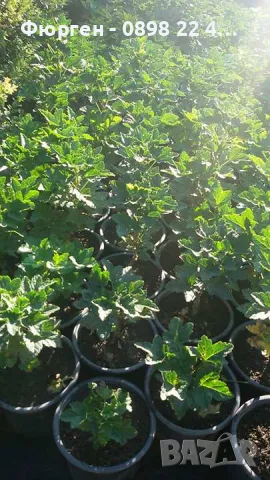 Касис - Разсад , снимка 11 - Разсади - 37551919