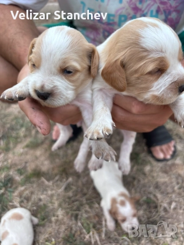 Еспаньол бретон , снимка 1