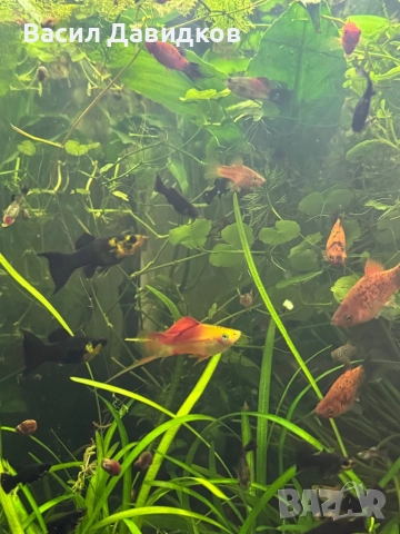 Хелер , Молинезия , Плата , Гупа , Комети