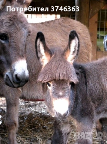 Магарешко мляко София, снимка 2 - Други - 52304501