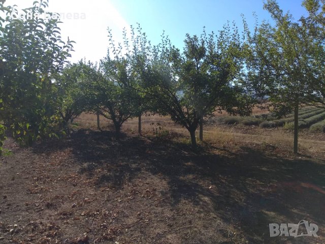 Орехова градина - 20 дка, снимка 11 - Земеделска земя - 26262761