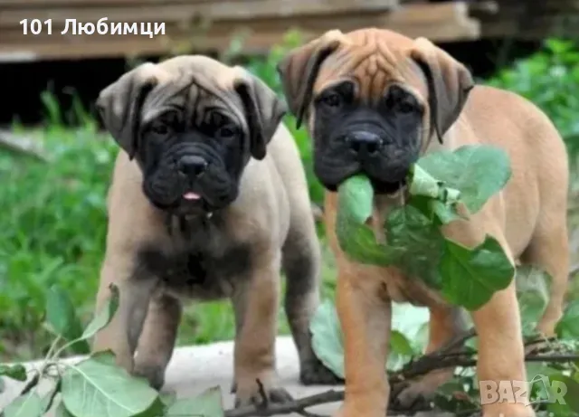 Булмастиф , снимка 2 - Други - 47454876