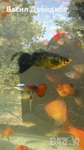 Рибки за аквариум живородни , снимка 4 - Рибки - 51151476