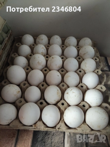 записвам за пиленца бял легхорн 