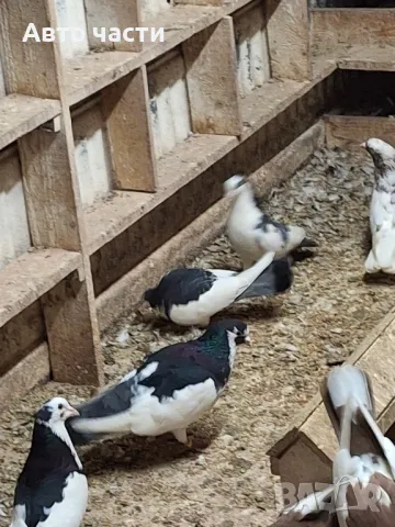 пазарджишки високолетачи със добри постижения , снимка 9 - Гълъби - 49029535