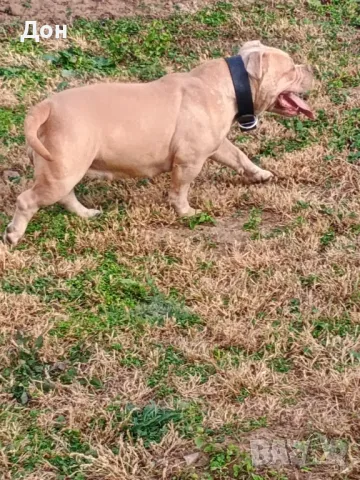 Американско Були покет , снимка 6 - Американски стафордширски териер - 40457899