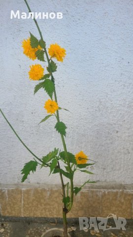 Кичеста японска керия, снимка 3 - Градински цветя и растения - 32809494