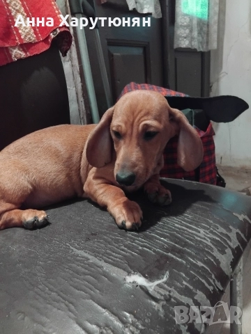 Продавам две мъжки дакелчета 