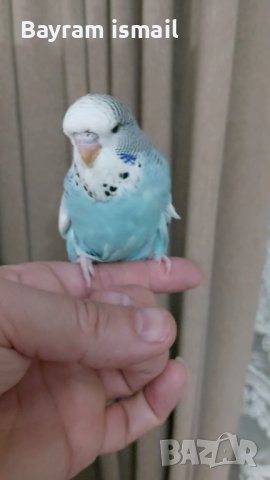 Ръчно хранен социален изложбен вълнист папагал   ръчно хранени, снимка 7 - Папагали - 42675098