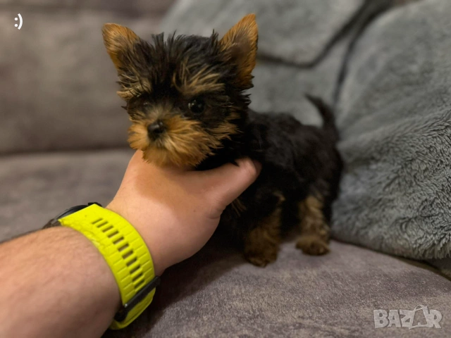 Мини Йоркширски териер Актуално от 30.1.2026