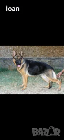 Обучени Елитни немски Овчарки , снимка 2 - Немска овчарка - 47484776