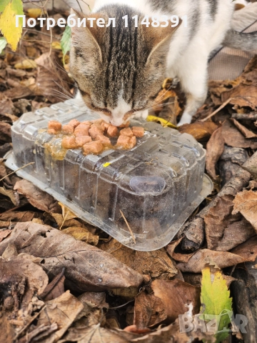 Подаряваме малко коте , снимка 4 - Други - 52627194