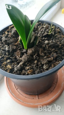 Продавам цветя Амарилис, преди цъфтеж - бели с червени ивици, снимка 16 - Стайни растения - 43359621