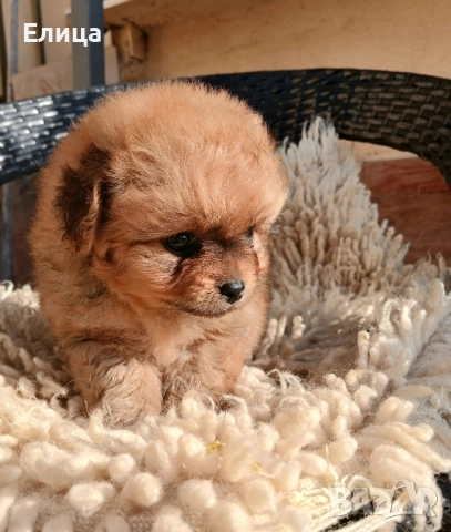 Малтипу Помапу, снимка 5 - Пудели - 52377083