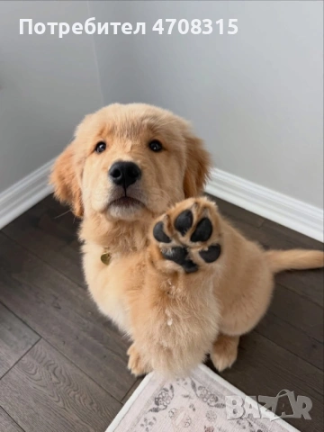 Голдън ретривър момче родословен баща