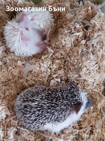 Алжирски мини таралежчета, снимка 4 - Таралеж - 38411820