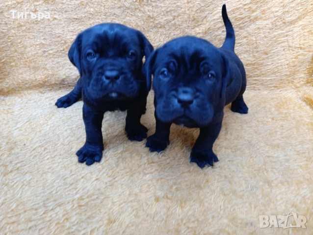 Кане Корсо Италиано , снимка 14 - Кане корсо - 52793038