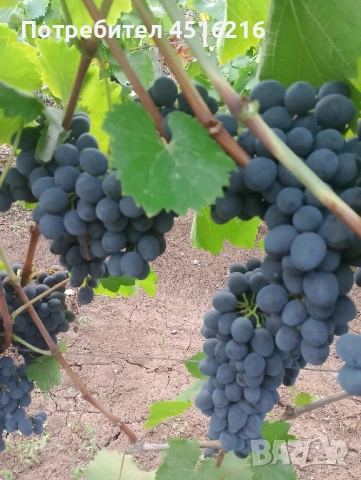 Продавам грозде , снимка 1